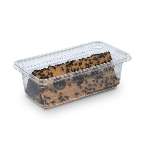 Monkfield Nutrition Black Crickets (Gryllus bimaculatus)